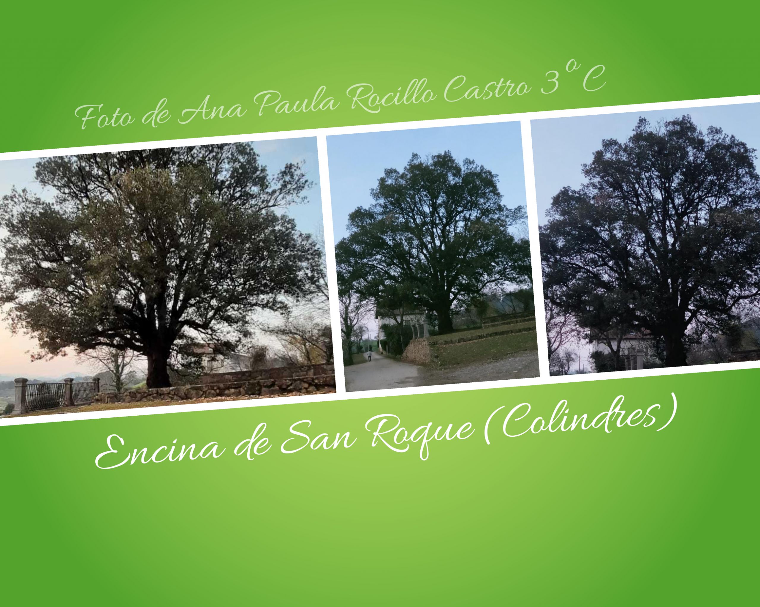 Collage árbol europeo 2023